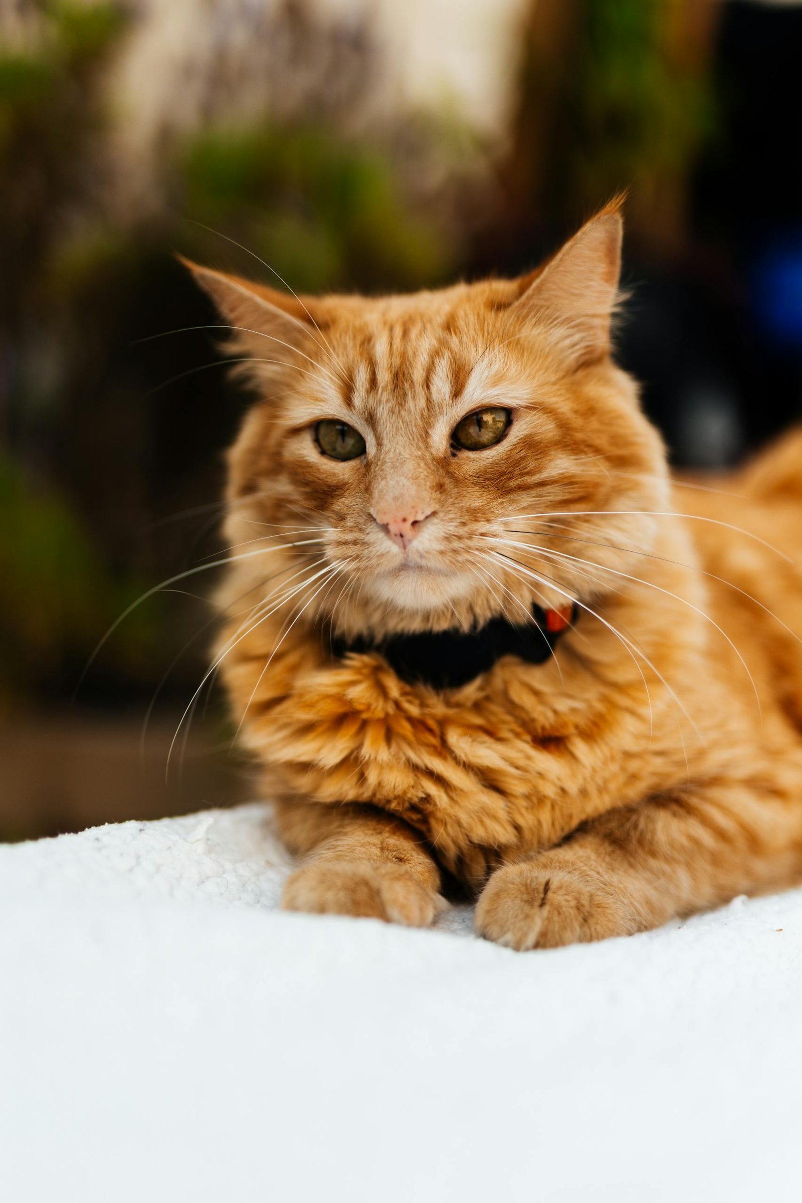 Charming ginger cat lying comfortably, showcasing its soft fur and alert gaze.