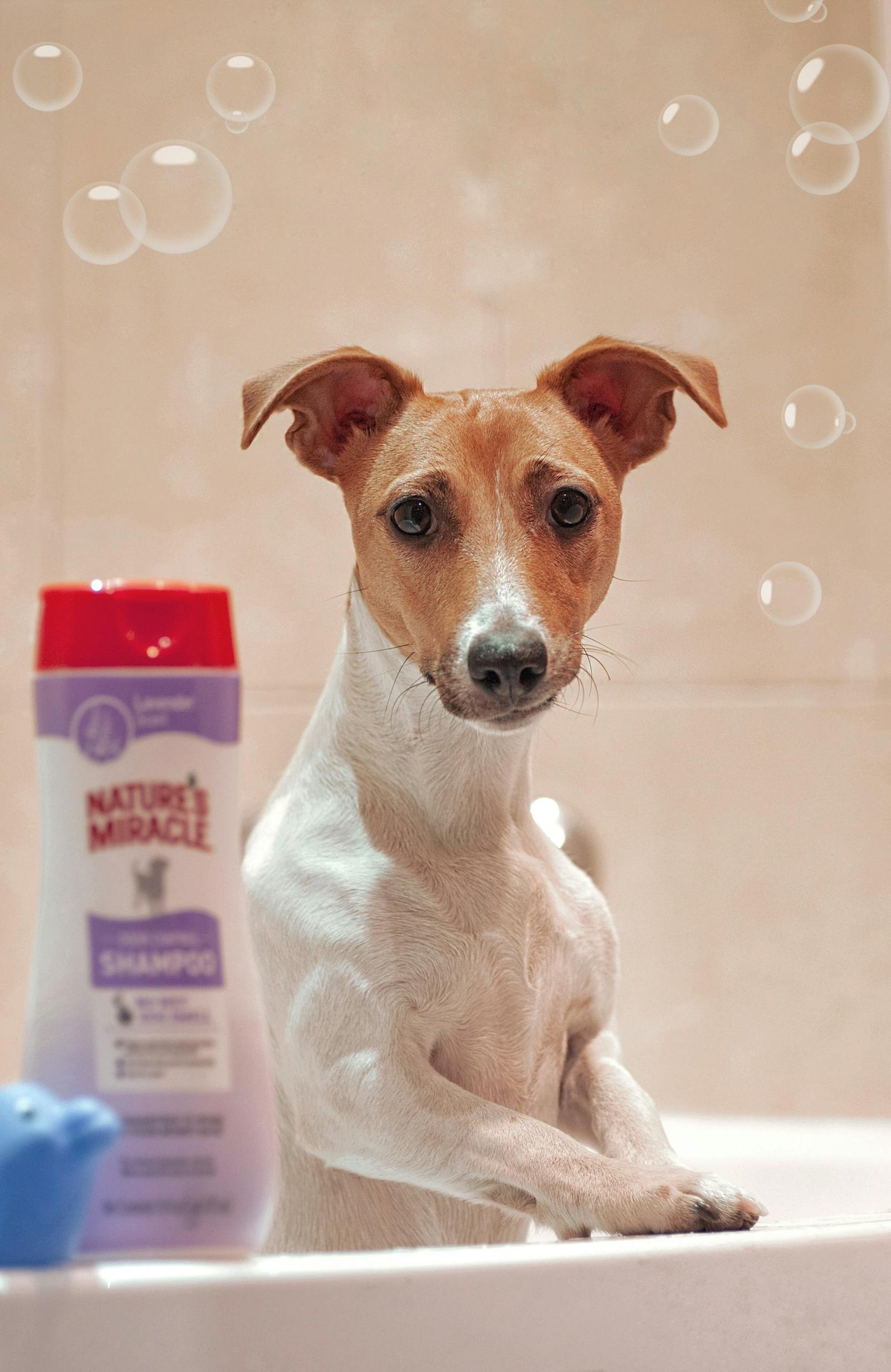 Cute dog in bathtub with bubbles and shampoo, perfect for pet care themes.
